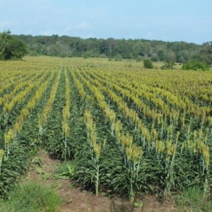 Smith County